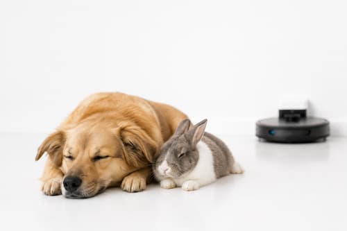 Un perro mestizo y un conejo doméstico descansan juntos con total tranquilidad mientras, desenfocado al fondo, un pequeño robot doméstico permanece inmóvil junto a una pared. El foco visual está completamente en la serenidad de los animales y no en la tecnología