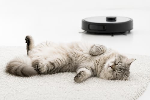 Un gato Siberiano completamente dormido boca arriba sobre una pequeña alfombra blanca, patas relajadas y expresión de sueño profundo. A bastante distancia y desenfocado, un robot de limpieza moderno está trabajando. El foco fotográfico está exclusivamente sobre el gato y su absoluta relajación
