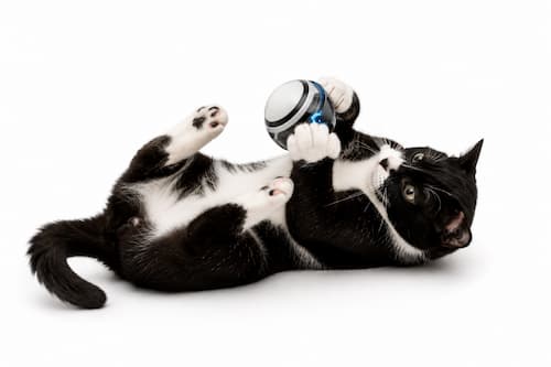Estimular a los gatos con bolas robot es una manera de que hagan su ejercicio diario y no engorden