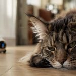 Maine Coon observando un juguete automático después de usarlo durante mucho tiempo