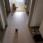 Juguete automático colocado en un pasillo estrecho mientras un gato observa desde la distancia