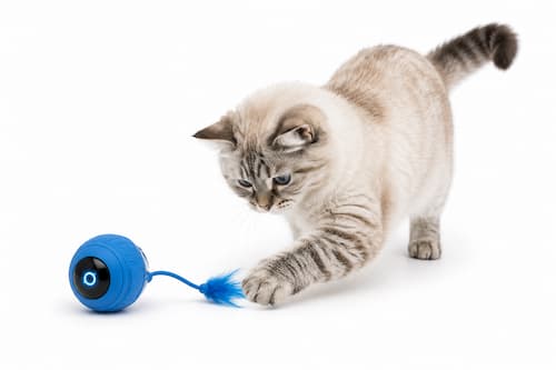 es importante que la bola robot sea silenciosa para el gato