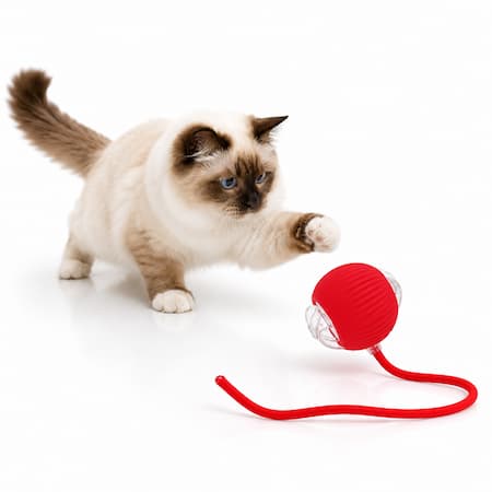 gato birmano jugando con una bola robot con luz LED