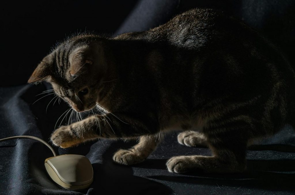 gato jugando interior