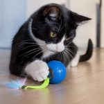 Bola interactiva recomendada para mascotas con muchas valoraciones positivas y buenas opiniones