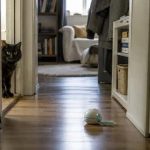 Juguete automático para gatos en un piso pequeño con espacio reducido y convivencia tranquila