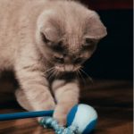 mejores bolas robot para gatos