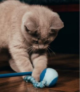 mejores bolas robot para gatos